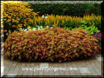 A great combination with the perennial Rudbeckia Goldstrum to the right, Celosia New Look Gold in the background.