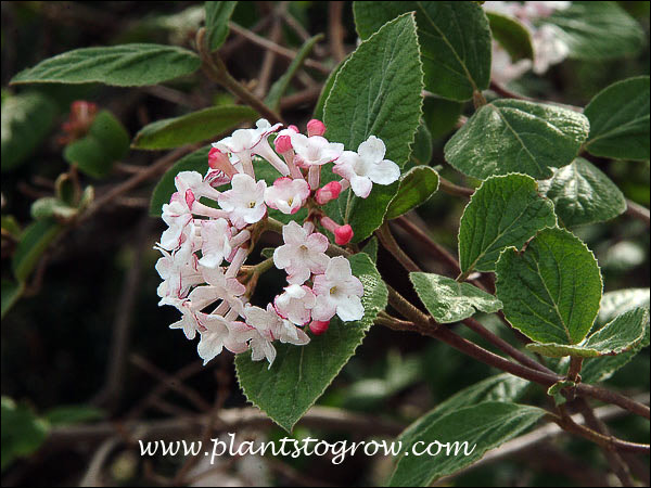 Koreanspice viburnum (Viburnum carlesii) | Plants To Grow Plants ...