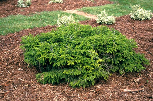 Birds Nest Spruce (Picea abies nidiformis) This 3 1/2-4 foot wide plant was in the way of a landscape renovation project.  With a little sweat equity I was able to gain two large plants for my yard.