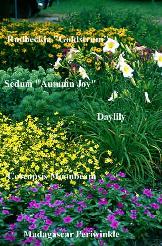 A mixture of annuals, perennials and shrubs.