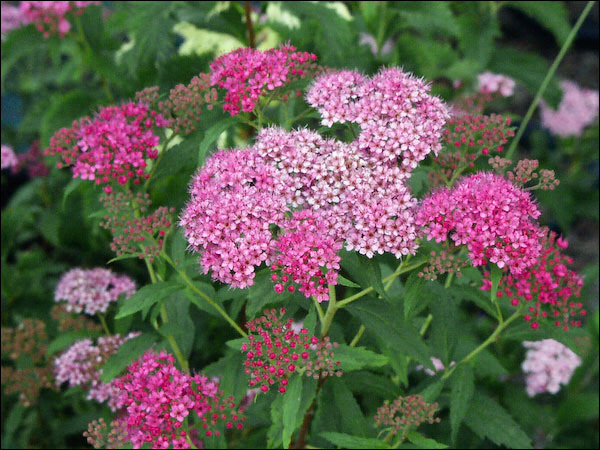 Curly Leaf Spirea (Spiraea japonica) | Plants To Grow Plants Database ...