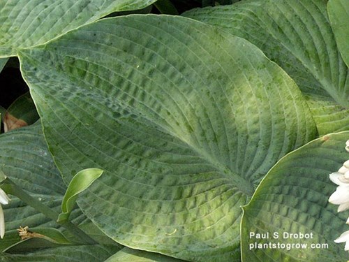 The large corrugated leaves color can vary from greenish blue to glaucous blue.