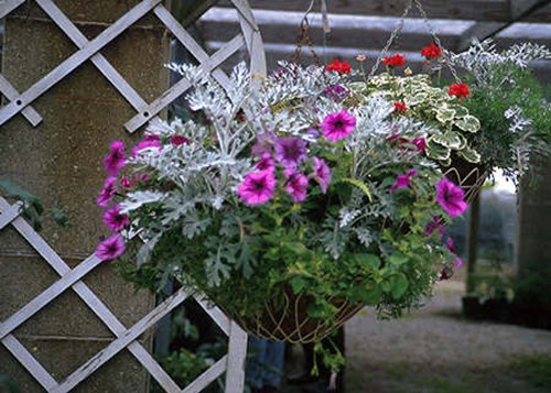 A nice combination of a Petunia and Dusty Miller