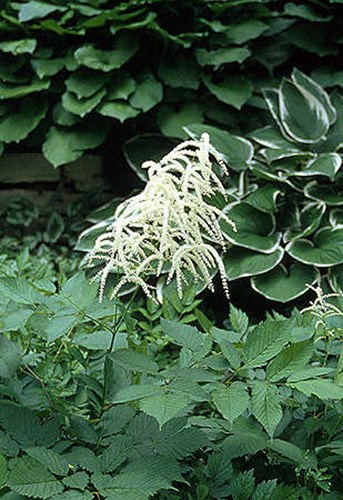 A close up of the flower