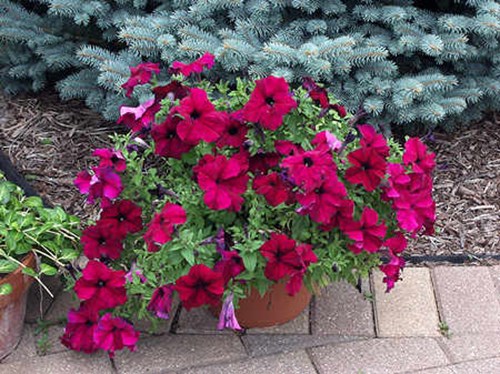 Petunia Cascade 