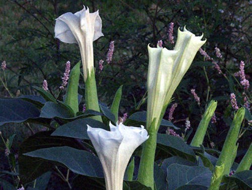 Angels Trumpet (Datura metel) 
This shows how large the flowers can get. The base of the flower is surrounded by a tubular calyx.