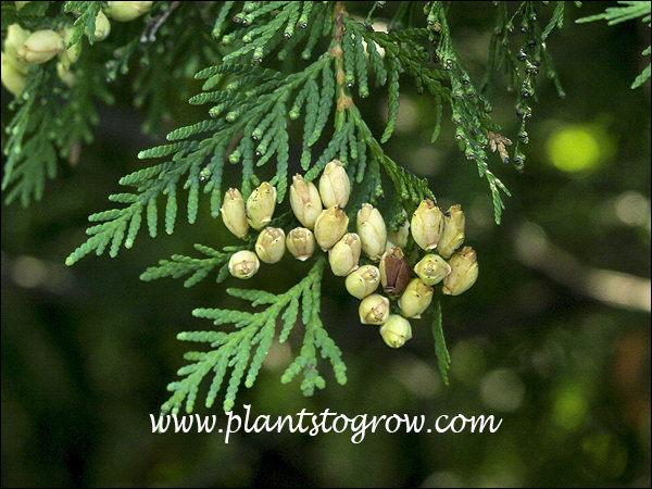 American Arborvitae (Thuja occidentalis) | Plants To Grow Plants ...