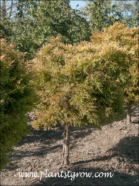 Rheingold arborvitae (Thuja occidentalis) | Plants To Grow Plants ...