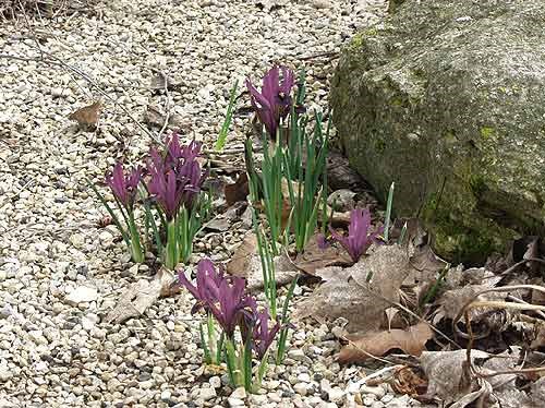 Reticulated Iris (Iris reticulata)