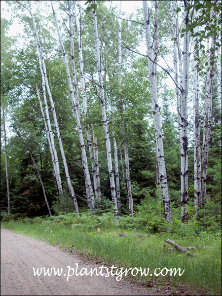 Quaking aspen (Populus tremuloides) | Plants To Grow Plants Database by ...