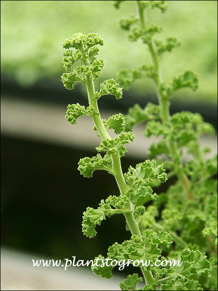 Lemon Scented Geranium (Pelargonium crispum) | Plants To Grow Plants ...