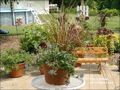 One plant of Evolvulus Blue Haze and one plant of Taffee Twist Sedge in a 10 inch pot.