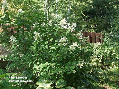 The first set of three pictures was taken on September 28th in a shaded area of the garden.  Even in this shaded spot the Tardiva produced some flowers.