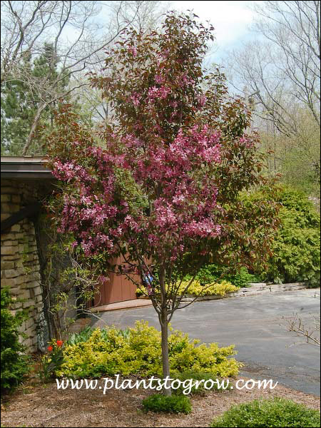 Pink Spires Ornamental Crabapple | Plants To Grow Plants Database by ...