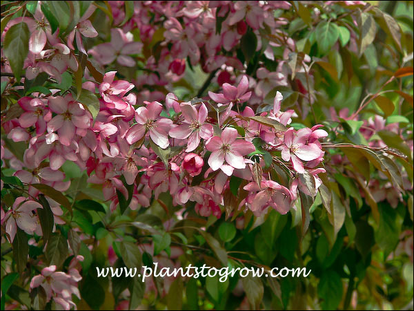 Pink Spires Ornamental Crabapple | Plants To Grow Plants Database by ...