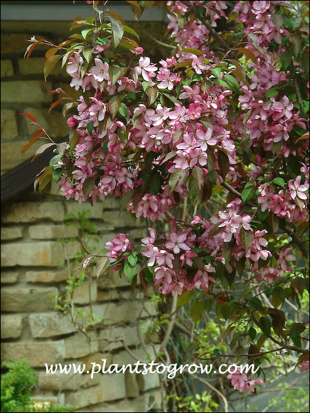 Pink Spires Ornamental Crabapple | Plants To Grow Plants Database by ...