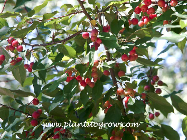 Pink Spires Ornamental Crabapple | Plants To Grow Plants Database by ...