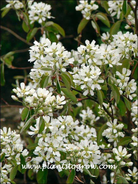 Prince Williams Serviceberry (Amelanchier canadensis) | Plants To Grow ...