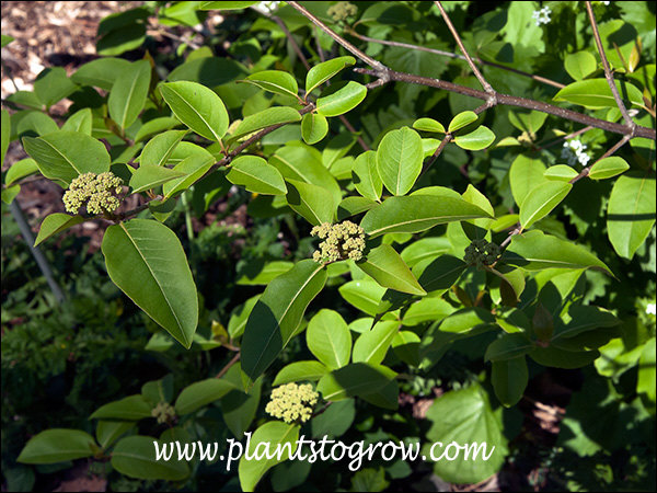 Witherod Viburnum (Viburnum cassinoides) | Plants To Grow Plants ...