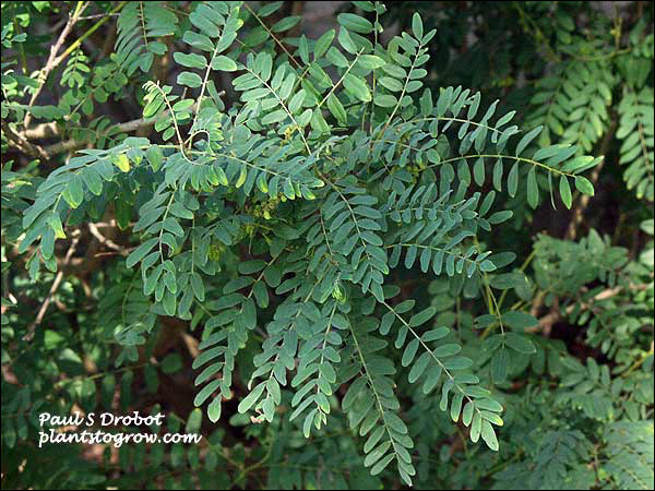 Indigo bush Amorpha, | Plants To Grow Plants Database by Paul S. Drobot