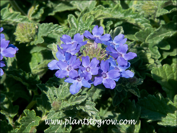 8-11, annuals else where | Plants To Grow Plants Database by Paul S. Drobot