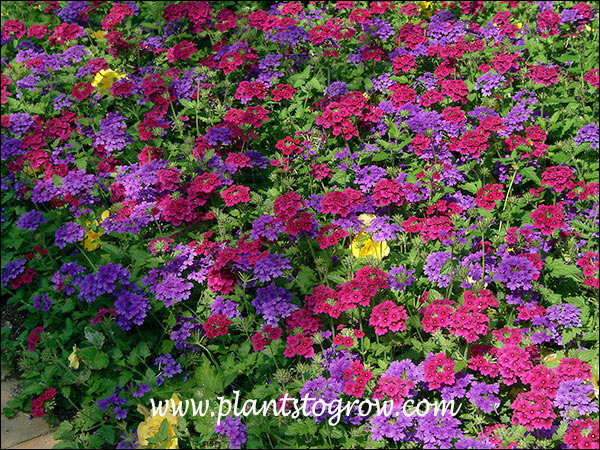 8-11, annuals else where | Plants To Grow Plants Database by Paul S. Drobot