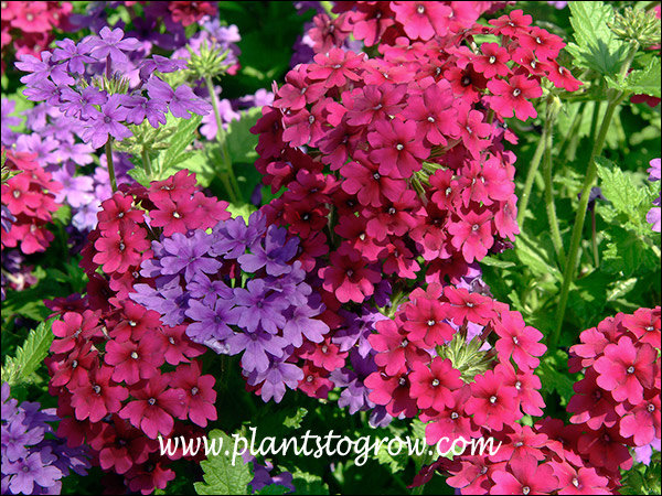 8-11, annuals else where | Plants To Grow Plants Database by Paul S. Drobot