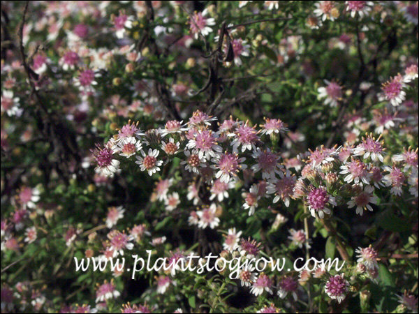 Horizontal Calico Aster (Symphyotrichum lateriflorum) | Plants To Grow ...