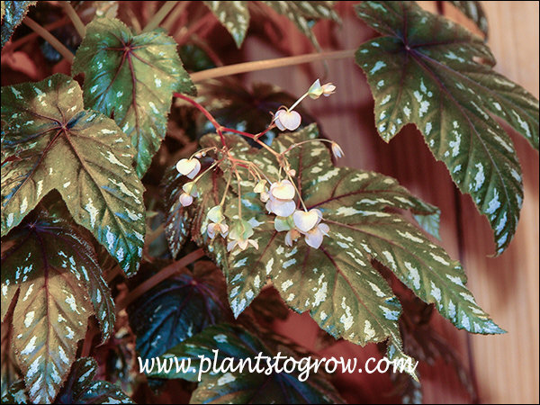 Begonia wollnyi is a thick caned species Begonia. | Plants To Grow ...