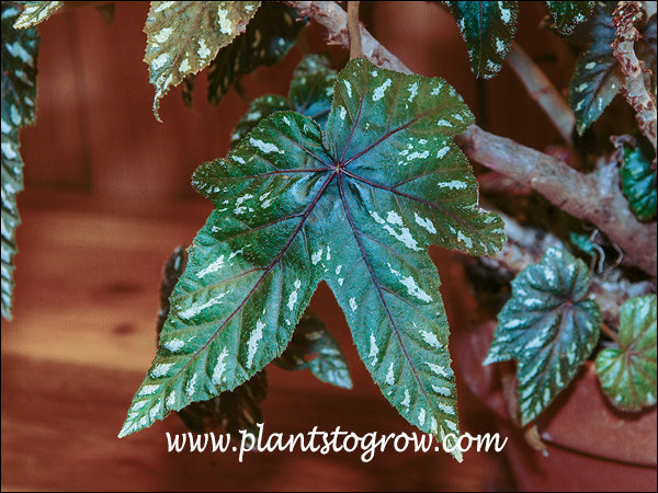 Begonia wollnyi is a thick caned species Begonia. | Plants To Grow ...