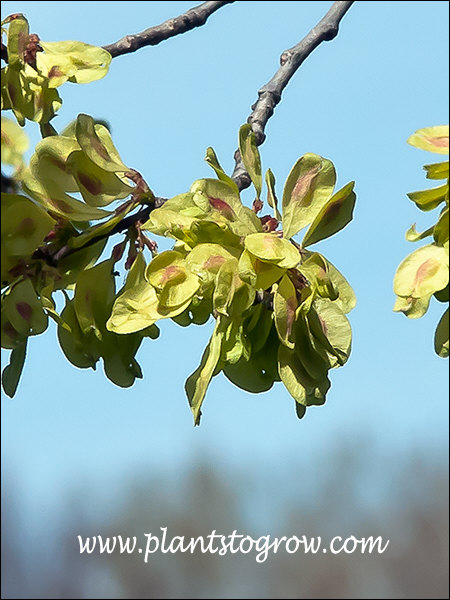 Regal Elm (Ulmus) | Plants To Grow Plants Database by Paul S. Drobot