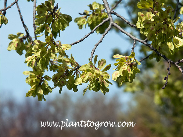 Regal Elm (Ulmus) | Plants To Grow Plants Database by Paul S. Drobot