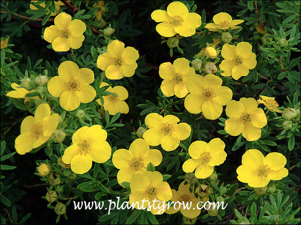 Goldfinger Potentilla (Potentilla fruiticosa) | Plants To Grow Plants ...