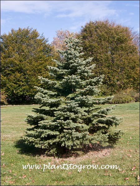 White Spruce | Plants To Grow Plants Database by Paul S. Drobot