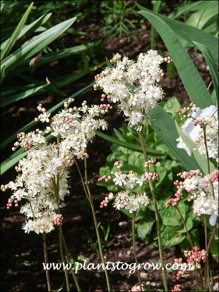 Dropwort Meadowsweet, Fern-leaf Dropwort | Plants To Grow Plants ...