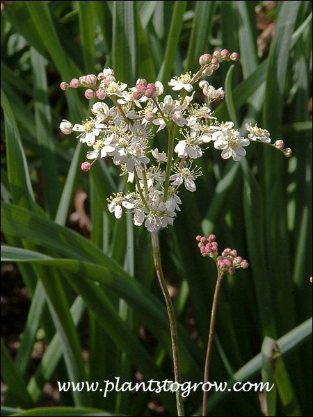 Dropwort Meadowsweet, Fern-leaf Dropwort | Plants To Grow Plants ...