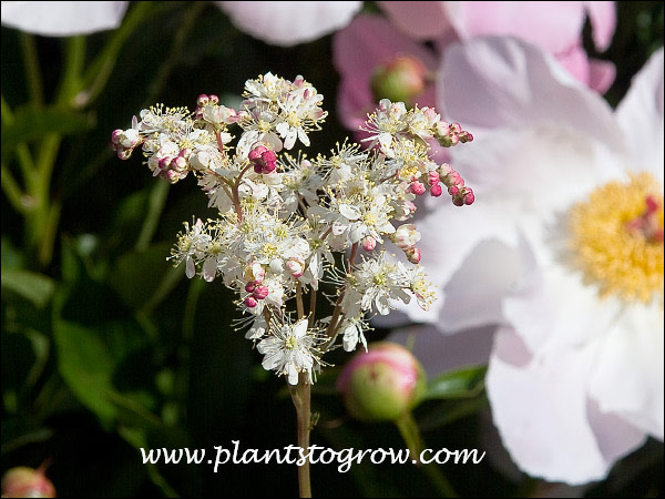 Dropwort Meadowsweet, Fern-leaf Dropwort | Plants To Grow Plants ...