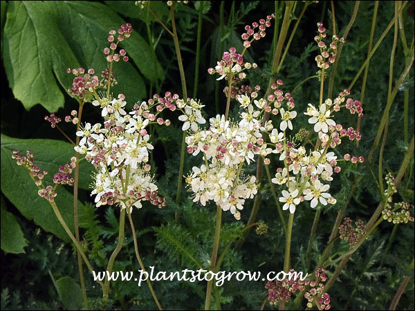 Dropwort Meadowsweet, Fern-leaf Dropwort 