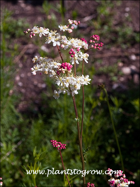 Dropwort Meadowsweet, Fern-leaf Dropwort 