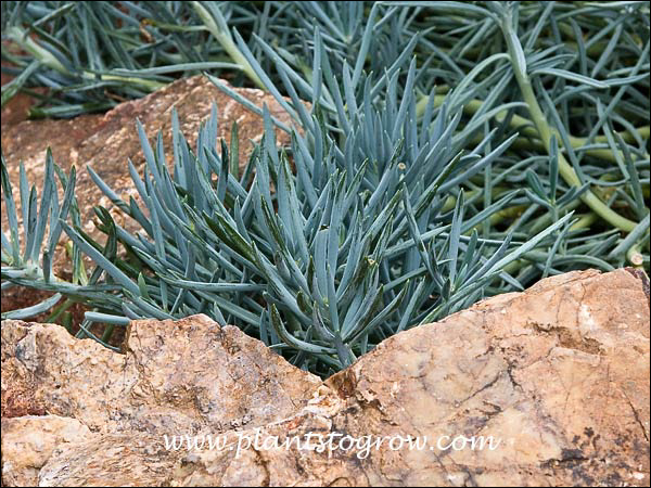 Blue Chalk Sticks (Senecio talinoides ssp mandraliscae) | Plants To ...