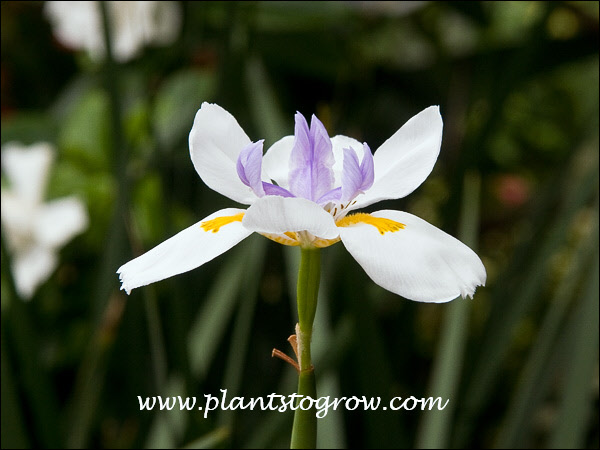 Fairy Iris (Dietes grandiflora) | Plants To Grow Plants Database by ...