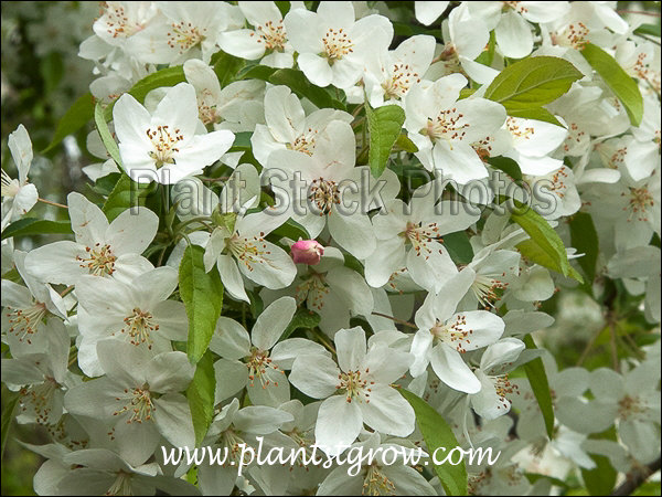 Sugar Tyme Ornamental Crabapple 