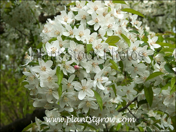 Sugar Tyme Ornamental Crabapple | Plants To Grow Plants Database by ...