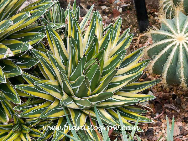 Golden Princess (Agave victoriae-reginae) | Plants To Grow Plants ...