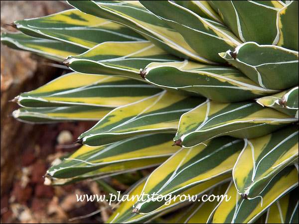 Golden Princess (Agave victoriae-reginae) | Plants To Grow Plants ...