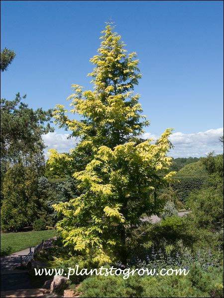 Gold Rush Dawn Redwood (Metasequoia glyptostroboides) | Plants To Grow ...