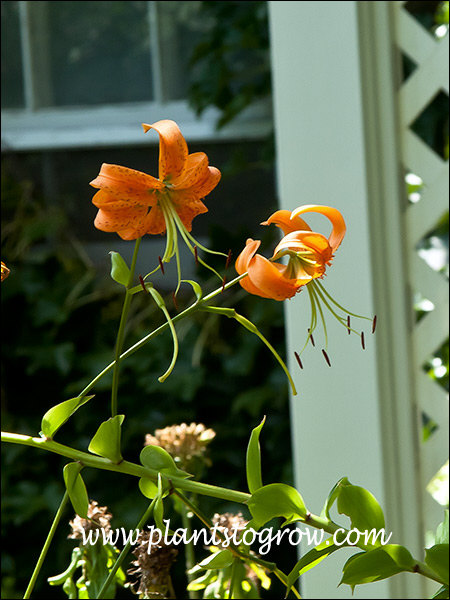 Henry's Lily (Lilium henryi) | Plants To Grow Plants Database by Paul S ...