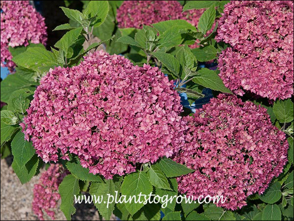 Bella Anna Hydrangea (Hydrangea arborescens) | Plants To Grow Plants ...