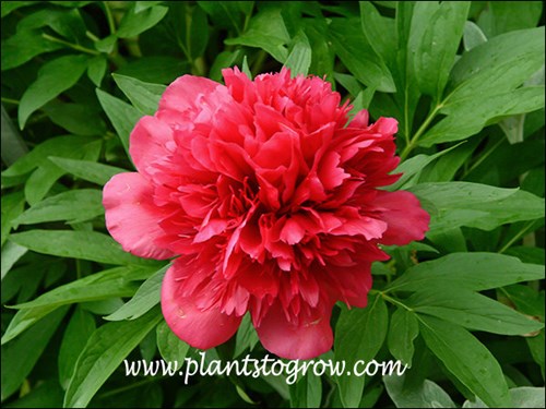 Memorial Day Peony (Peony rubra plena) | Plants To Grow Plants Database ...