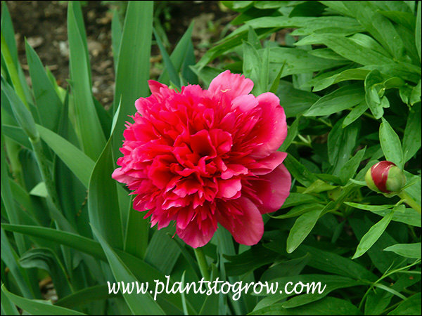 Memorial Day Peony (Peony rubra plena) | Plants To Grow Plants Database ...